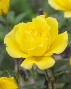 Large 5-7ft Climbing Rose Golden Showers