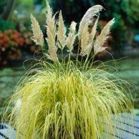 Cortaderia Gold Mini Pampas - Dwarf Golden Pampas Grass 3 Cortaderia Gold Mini Pampas - Dwarf Golden Pampas Grass - Image 3