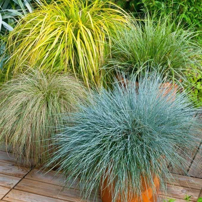 Gorgeous Grass - Pack Of TEN Amazing Ornamental Grasses 2 Gorgeous Grass - Pack Of TEN Amazing Ornamental Grasses - Image 2