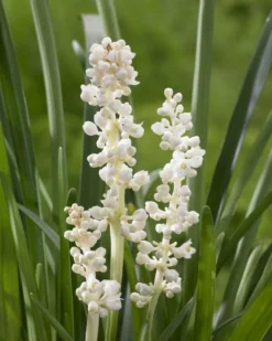 Liriope Muscari Alba - White Lily Turf -Outlet Plant Store DEAAD98A46D6F58DDE3DA48453914AD2