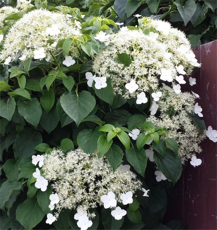 Hydrangea Petiolaris - Climbing Hydrangea - Pack Of THREE Hydrangea Anomala Plants 1 Hydrangea Petiolaris - Climbing Hydrangea - Pack Of THREE Hydrangea Anomala Plants