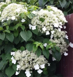 Hydrangea Petiolaris - Climbing Hydrangea - 6-7ft Specimen Climber -Outlet Plant Store DEF7BB0B8CB08535C9857632040350A1 1