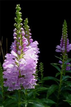 Physostegia Virginiana Rosea - Obedient Plant
