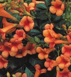 Campsis Radicans 'Indian Summer' - Trumpet Vine 5 Campsis Radicans 'Indian Summer' - Trumpet Vine -Outlet Plant Store DF581D1C915350ECF426CDC9923D6E43