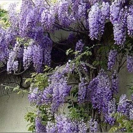 Wisteria Sinensis Prolific - Blue - Large Specimen Plant 6ft 2 Wisteria Sinensis Prolific - Blue - Large Specimen Plant 6ft - Image 2