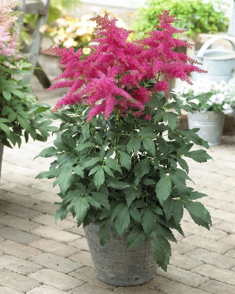 Astilbe Younique Pink 1 Astilbe Younique Pink