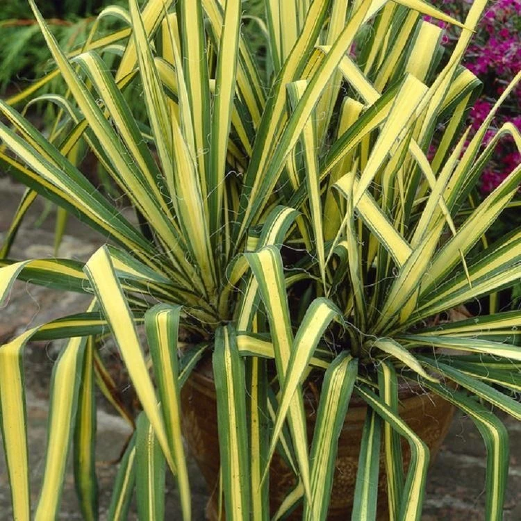Yucca Colour Guard - Variegated Adams Needle - Large 3 Yucca Colour Guard - Variegated Adams Needle - Large - Image 3