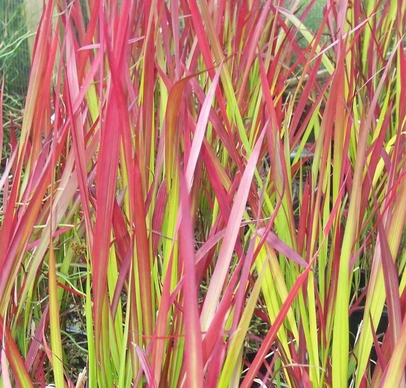 Imperata Cylindrica Red Baron - Pack Of THREE Japanese Blood Grasses 2 Imperata Cylindrica Red Baron - Pack Of THREE Japanese Blood Grasses - Image 2