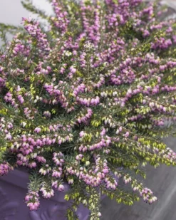 Heather Collection - Pack Of 12 - Winter Hardy Evergreen Plants In Bud 12 Heather Collection - Pack Of 12 - Winter Hardy Evergreen Plants In Bud -Outlet Plant Store E10A1F104E4188EC2769433ED34C4725