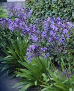 Agapanthus Delft Blue - Stunning Huge Football Sized Flower Heads