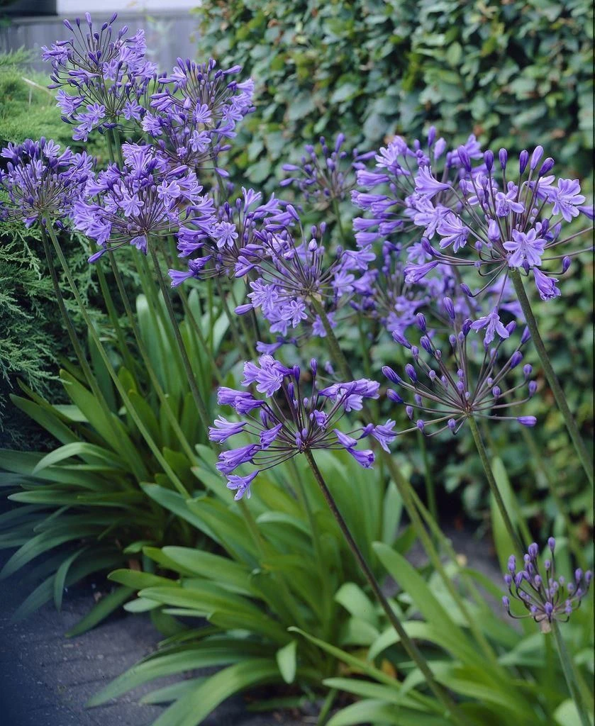 Agapanthus Delft Blue - Stunning Huge Football Sized Flower Heads 1 Agapanthus Delft Blue - Stunning Huge Football Sized Flower Heads