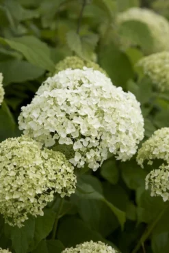 Hydrangea Annabelle - Pack Of THREE Large Flowered Hydrangea Plants -Outlet Plant Store E2C2C4B7D4938D6AF1586CCEBA17C0B5