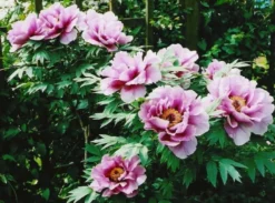 Tree Peony Collection - Selection Of THREE Plants - Paeonia Suffruticosa Peonies In Mixed Colours -Outlet Plant Store E34A4727B1543B9E8F95289FCCBC752F 1