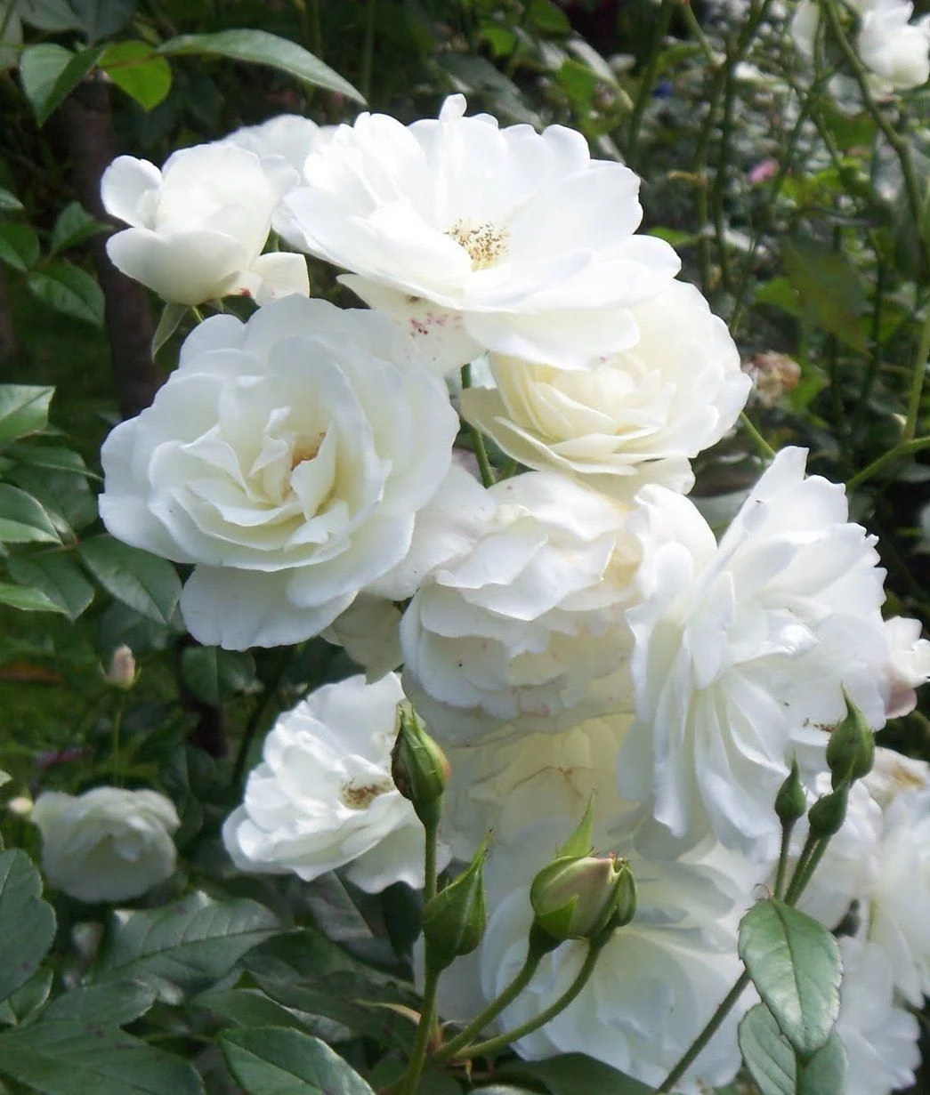Rose Climbing Iceburg - Climbing Rose 2 Rose Climbing Iceburg - Climbing Rose - Image 2