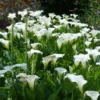 Zantedeschia Aethiopica 'Crowborough' - Hardy White Calla Arum Lily