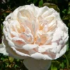 Rose Madame Alfred Carriere - Climbing Rose