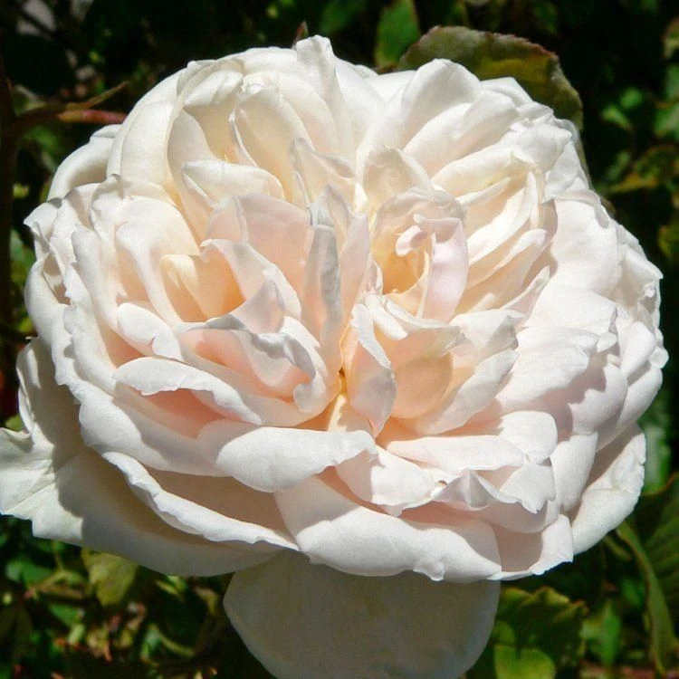 Rose Madame Alfred Carriere - Climbing Rose 1 Rose Madame Alfred Carriere - Climbing Rose
