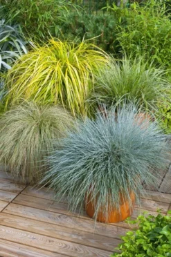 Gorgeous Grass - Pack Of TEN Amazing Ornamental Grasses 5 Gorgeous Grass - Pack Of TEN Amazing Ornamental Grasses -Outlet Plant Store E4BF3B29EEE7137489EE0699D09B042C