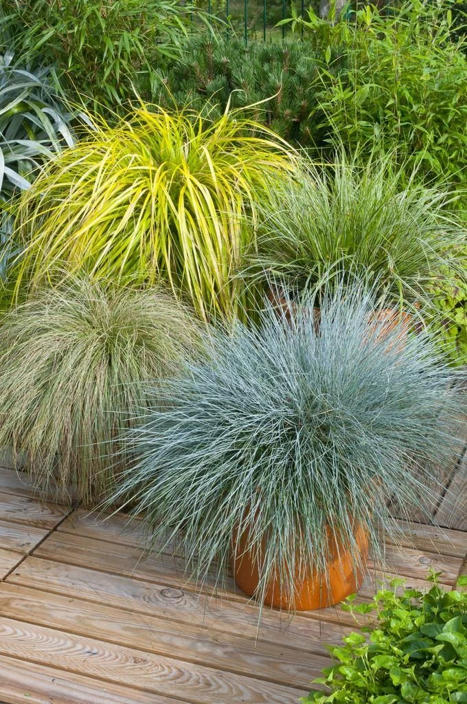 Gorgeous Grass - Pack Of TEN Amazing Ornamental Grasses 3 Gorgeous Grass - Pack Of TEN Amazing Ornamental Grasses - Image 3