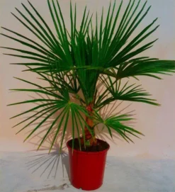 Trachycarpus Fortunei - LARGE Hardy Windmill Palm - 100-120cm -Outlet Plant Store E5B9B9E5281854BBC5BD906F9B8B4ED7 1