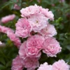 Rose Super Fairy - Climbing Rose