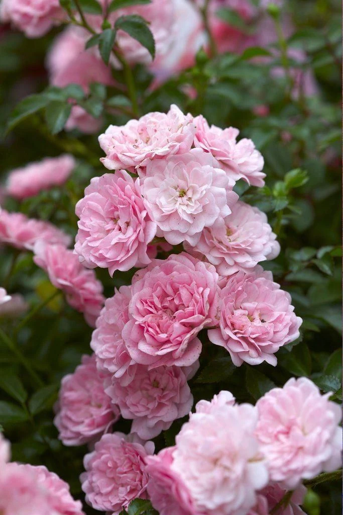 Rose Super Fairy - Climbing Rose 1 Rose Super Fairy - Climbing Rose