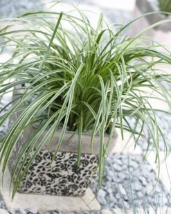 Carex Silver Sceptre - Pack Of THREE Plants -Outlet Plant Store E68096AD330D21146559C488128166B8 1