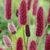 Sanguisorba Menziesii