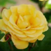 Rose Climbing Arthur Bell - Climbing Rose