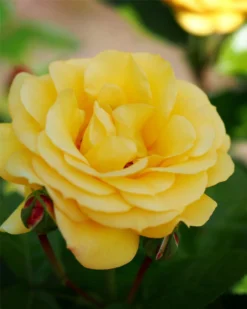 Rose Climbing Arthur Bell - Climbing Rose