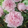 Paeonia Sarah Bernhardt - Peony Sarah Bernhart