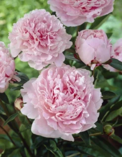 Paeonia Sarah Bernhardt - Peony Sarah Bernhart
