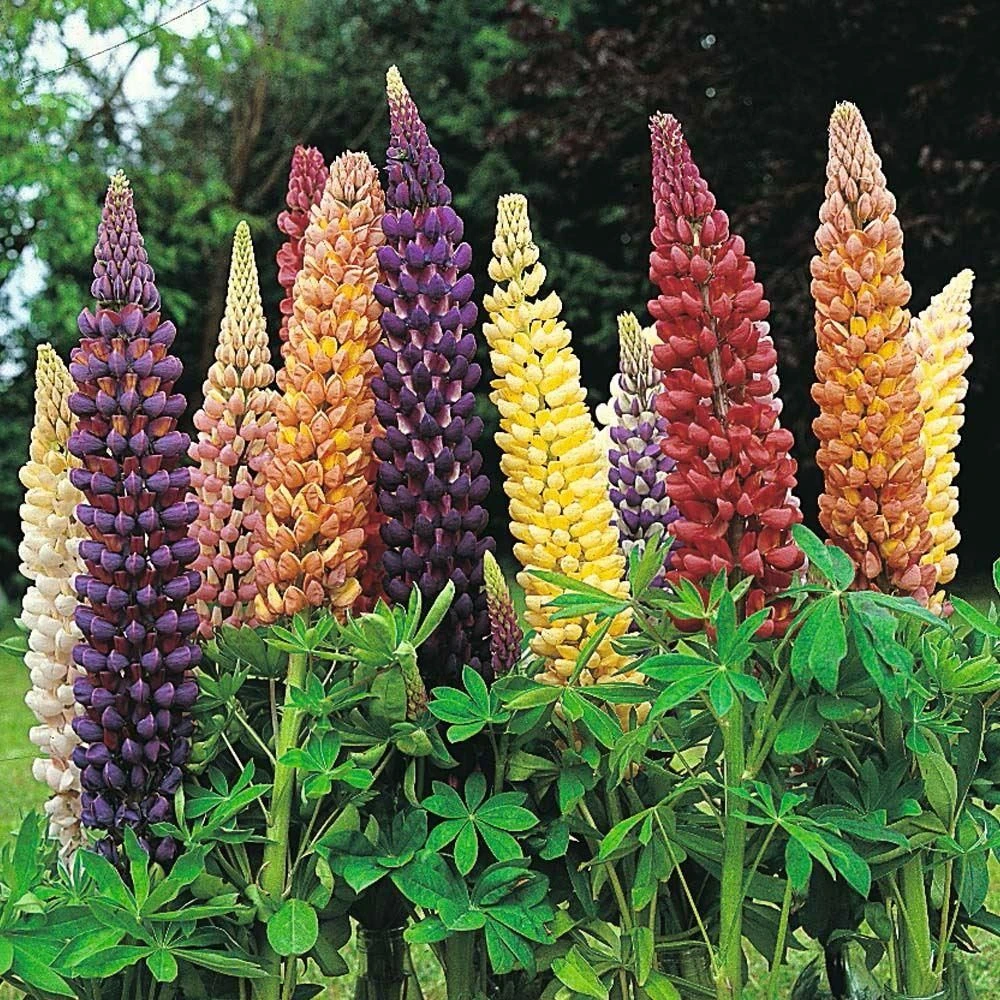 Lupin Tutti Frutti - Collection Of FIVE Plants In Assorted Colours 2 Lupin Tutti Frutti - Collection Of FIVE Plants In Assorted Colours - Image 2