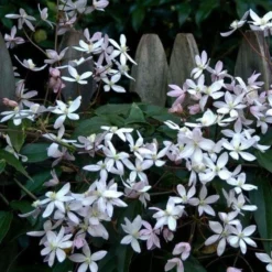 Clematis Armandii - Fragrant Evergreen Spring Flowering Clematis - Pack Of TWO Plants -Outlet Plant Store E989C55DAB0213D30E5870A606996C95