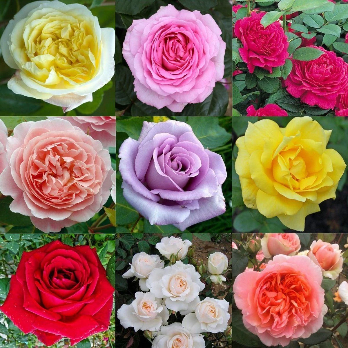 Luxury Garden Roses - Premier Collection - Pack Of EIGHT Different Bush & Climbing Roses 1 Luxury Garden Roses - Premier Collection - Pack Of EIGHT Different Bush & Climbing Roses
