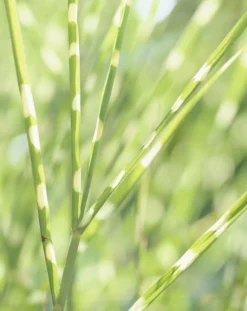 Miscanthus Sinensis Zebrinus - Zebra Grass 7 Miscanthus Sinensis Zebrinus - Zebra Grass -Outlet Plant Store E9DB15CF84B1E73E5DB52636A6D4A5CC