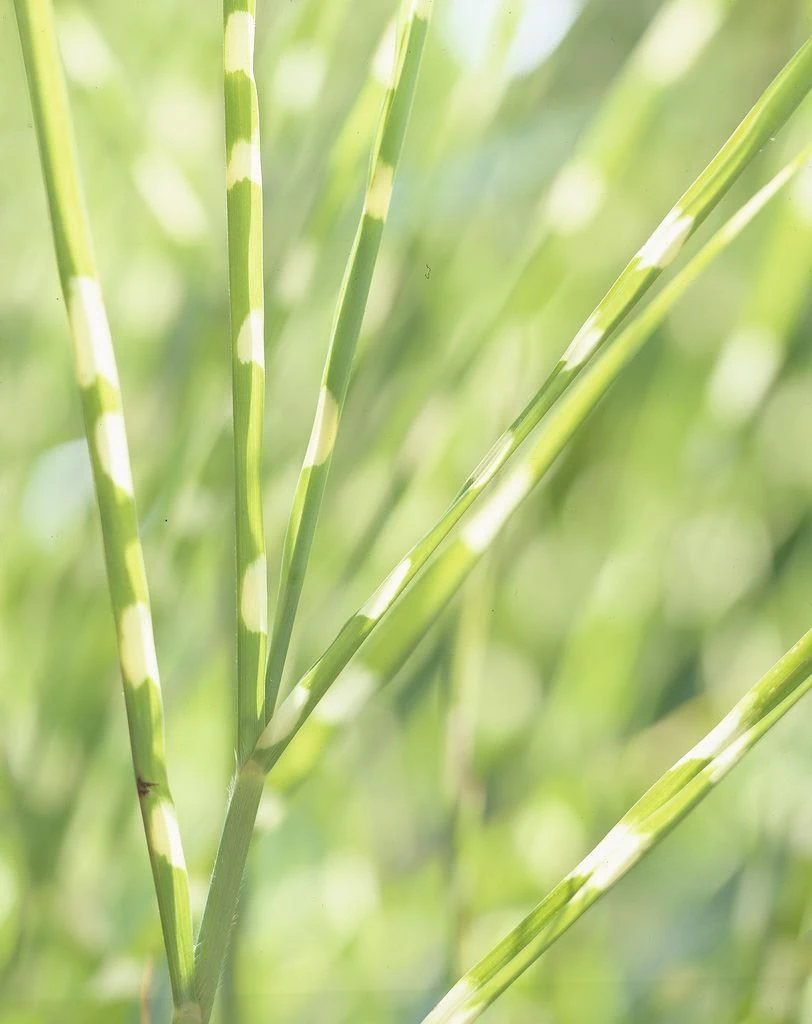 Miscanthus Sinensis Zebrinus - Zebra Grass 4 Miscanthus Sinensis Zebrinus - Zebra Grass - Image 4