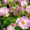 Rose Apple Blossom - Rambling Rose
