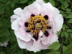 Tree Peony Collection - Selection Of THREE Plants - Paeonia Suffruticosa Peonies In Mixed Colours -Outlet Plant Store EC7CF7AADE3C8B00BCB3DDE3AF42E214 1