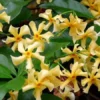 Trachelospermum Jasminoides Star Of Toscane - Star Jasmin - Rhyncospermum