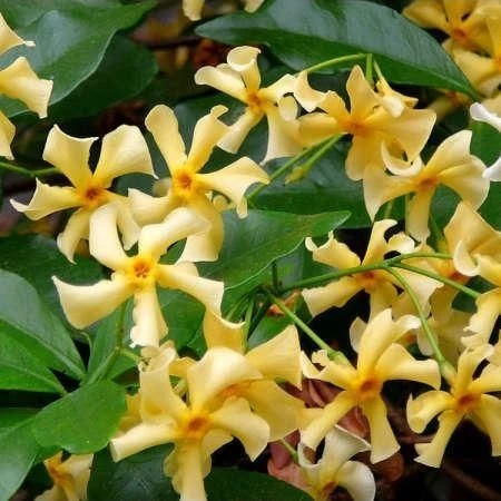 Large 5-6ft Climber - Trachelospermum Jasminoides Star Of Toscane - Star Jasmin - Rhyncospermum 1 Large 5-6ft Climber - Trachelospermum Jasminoides Star Of Toscane - Star Jasmin - Rhyncospermum