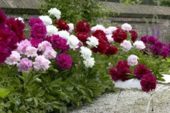 Peony Plants MEGA PACK - Exotic Looking Fragrant Garden Peony Plants Collection - Pack Of TEN Plants -Outlet Plant Store EDEA4F679840862CF62A1AD49754A42B 4