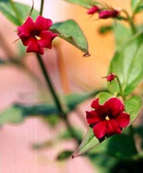 WINTER SALE - Large 6ft Jasminum Beesianum - Rare Red Jasmine 2 WINTER SALE - Large 6ft Jasminum Beesianum - Rare Red Jasmine - Image 2