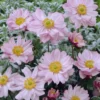 Anemone X Hybrida 'Queen Charlotte' - Japanese Anemone