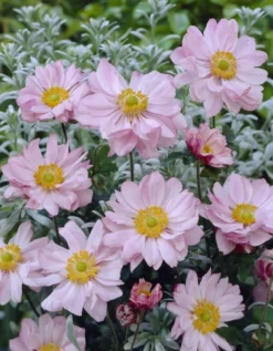 Anemone X Hybrida 'Queen Charlotte' - Japanese Anemone