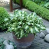 Hosta Fragrant Bouquet