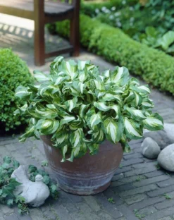 Hosta Fragrant Blue
