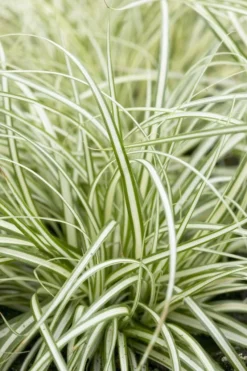 Carex Oshimensis Evergold - Japanese Sedge -Outlet Plant Store EFBBE057300184CA53346EC5E9A0340A