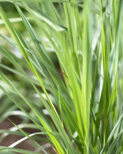 Calamagrostis Acutiflora 'Karl Foerster' - Feather Reed Grass -Outlet Plant Store F1C024618129C1295823BE580DEAC249 1