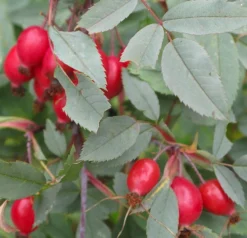 Rosa Glauca Rubrifolia - Climbing Rose - Red Leaved Rose -Outlet Plant Store F2AE86FF304AB07F25ED31E4A1AFB78C
